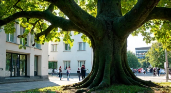 Philosophische Überlegungen zur Baumfällgenehmigung (5/10)